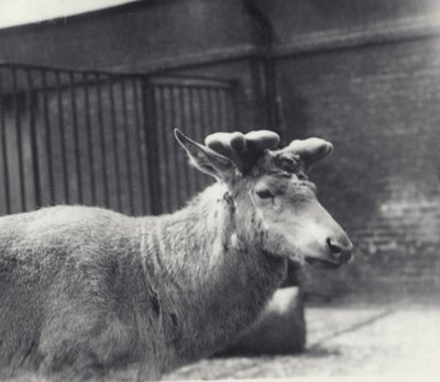 Ciervo de Wallich mostrando la etapa temprana del crecimiento de la cornamenta, en terciopelo, Zoológico de Londres, Mayo 1920 de Frederick William Bond